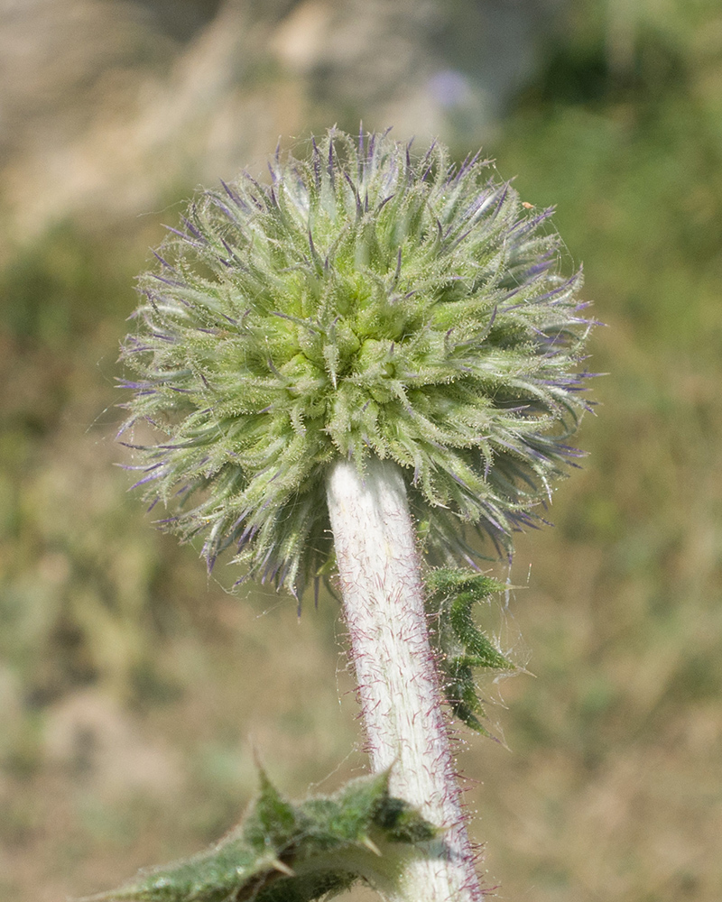 Изображение особи Echinops sphaerocephalus.
