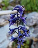 Delphinium elatum