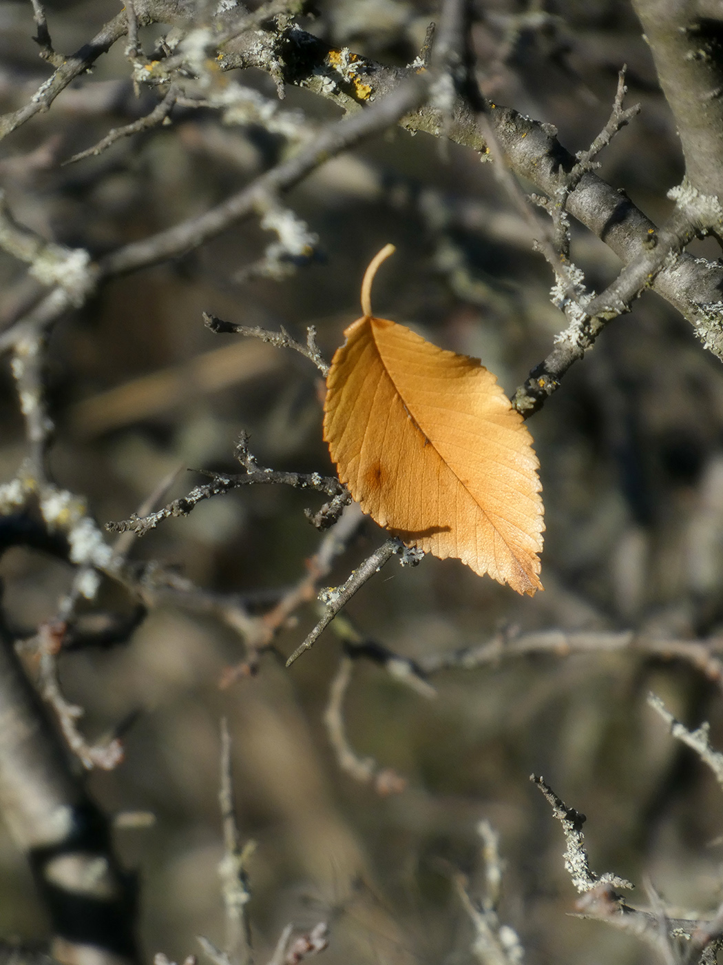 Изображение особи Ulmus pumila.