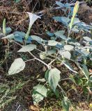 Datura innoxia. Ветви с цветками и плодами. Волгоград, Красноармейский, пос. 1-3, берег озера (антропогенный). 24.09.2026.