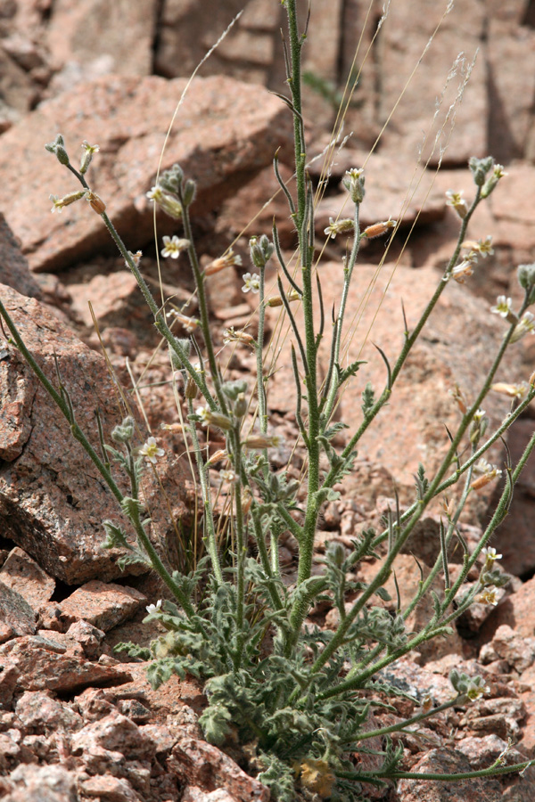 Image of Parrya tschimganica specimen.