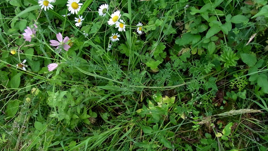 Изображение особи Malva moschata.