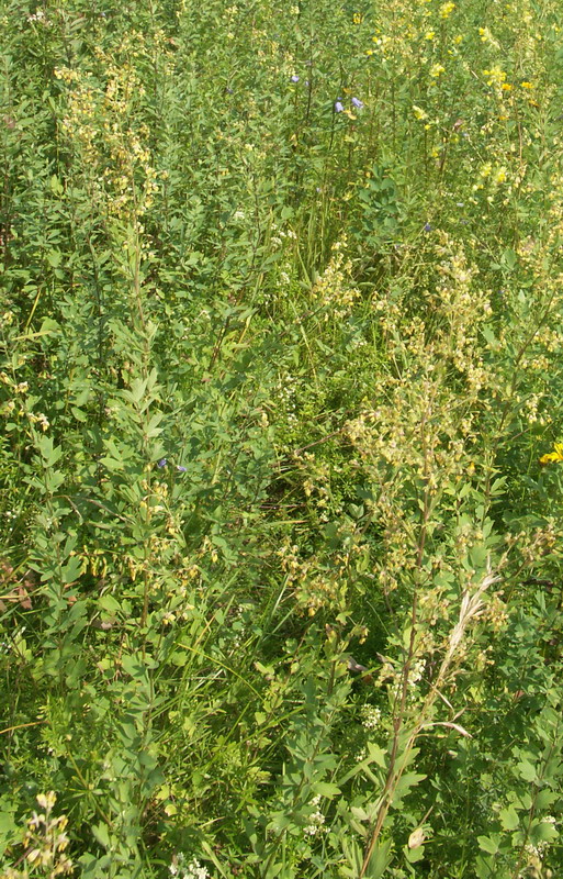 Image of Thalictrum simplex specimen.