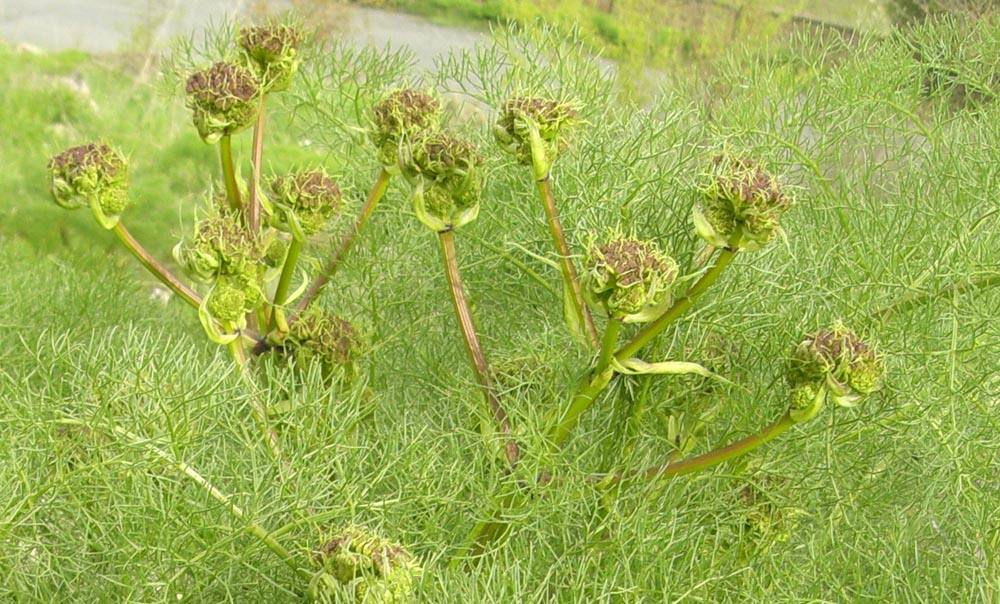 Image of Prangos ferulacea specimen.