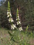 Stachys recta