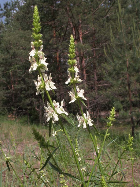 Изображение особи Stachys recta.