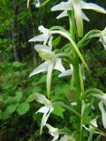 Platanthera bifolia