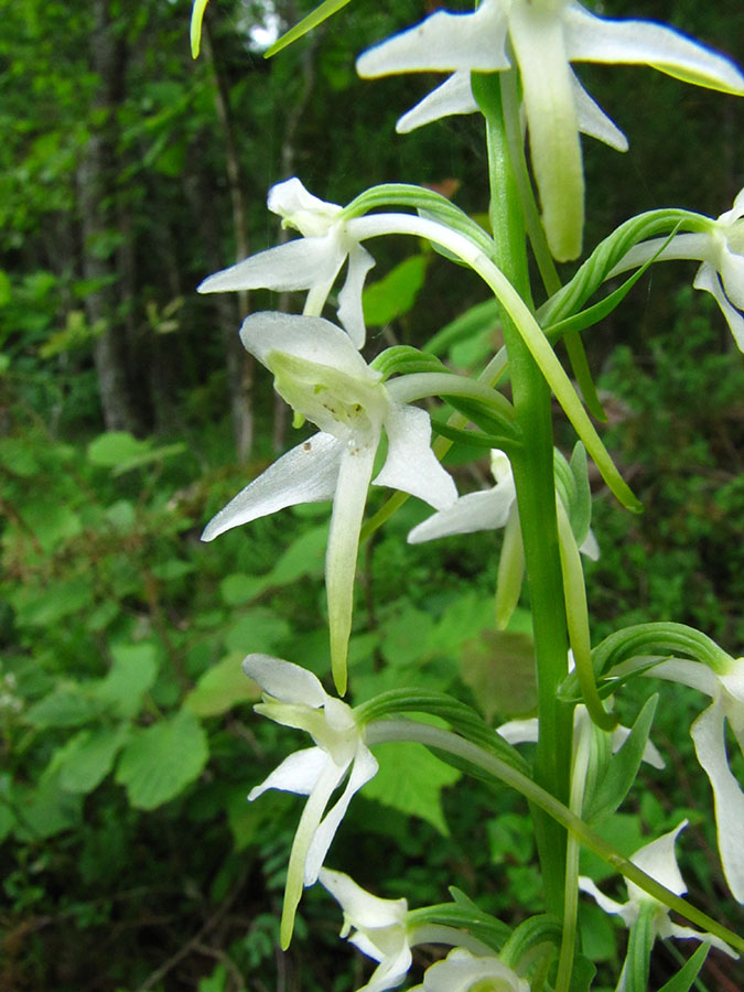 Изображение особи Platanthera bifolia.