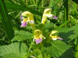 Galeopsis speciosa