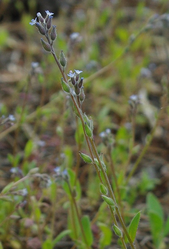 Image of Myosotis micrantha specimen.