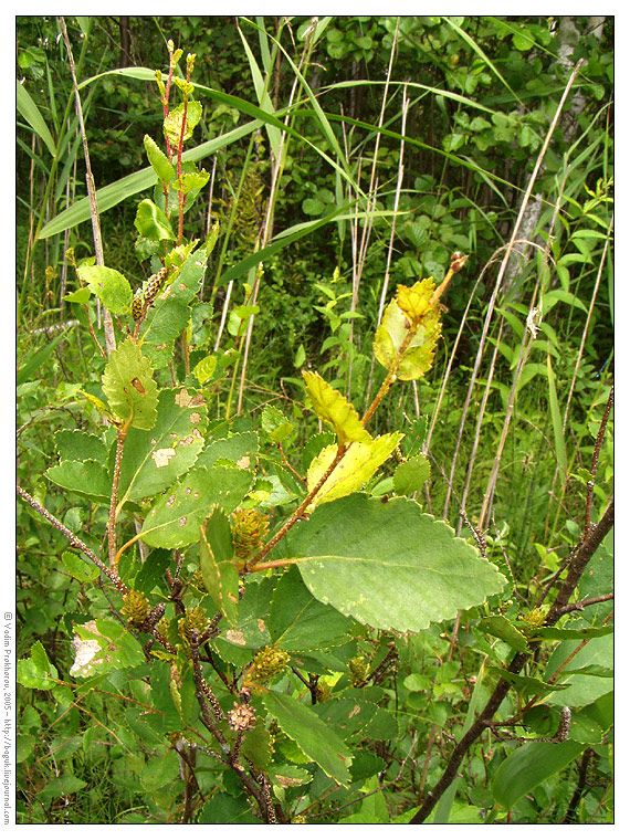 Image of Betula humilis specimen.