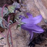 Campanula hypopolia