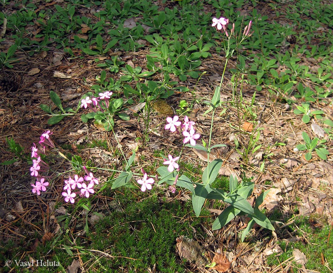 Изображение особи Silene lituanica.