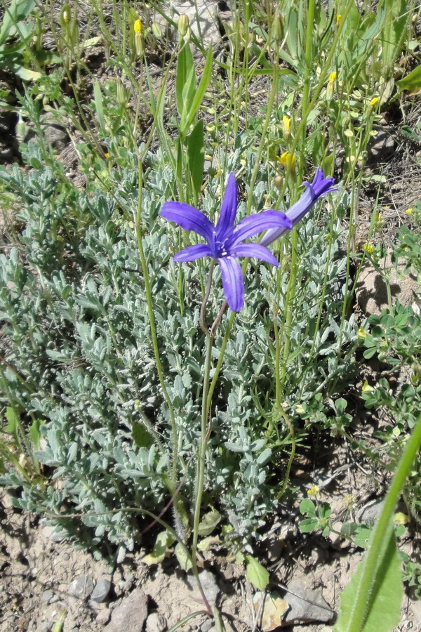 Image of Ixiolirion montanum specimen.