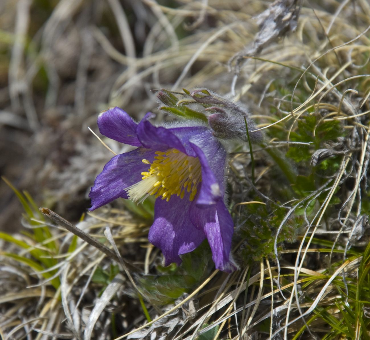 Image of Pulsatilla violacea specimen.