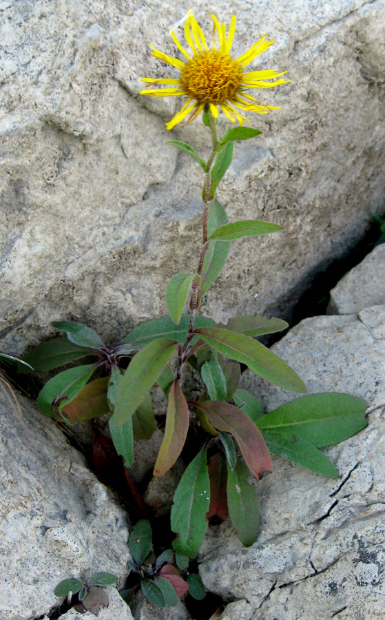 Изображение особи Inula britannica.