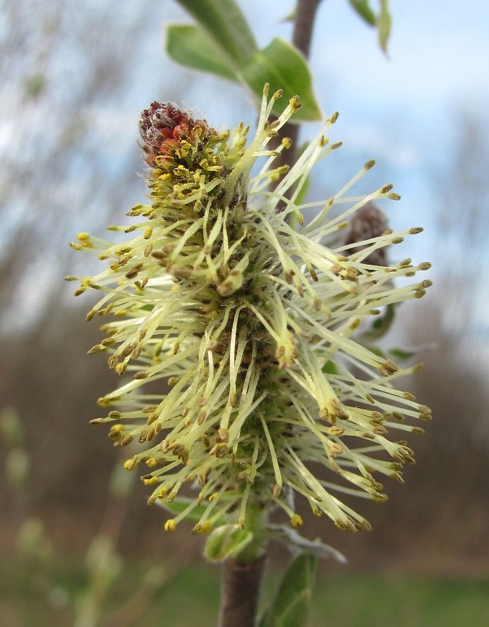 Image of Salix × laurina specimen.