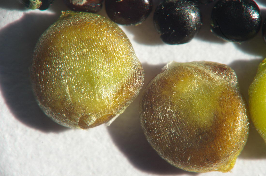 Image of Atriplex micrantha specimen.