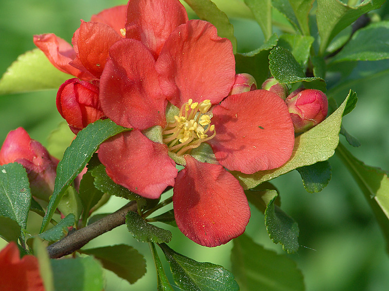 Image of Chaenomeles japonica specimen.