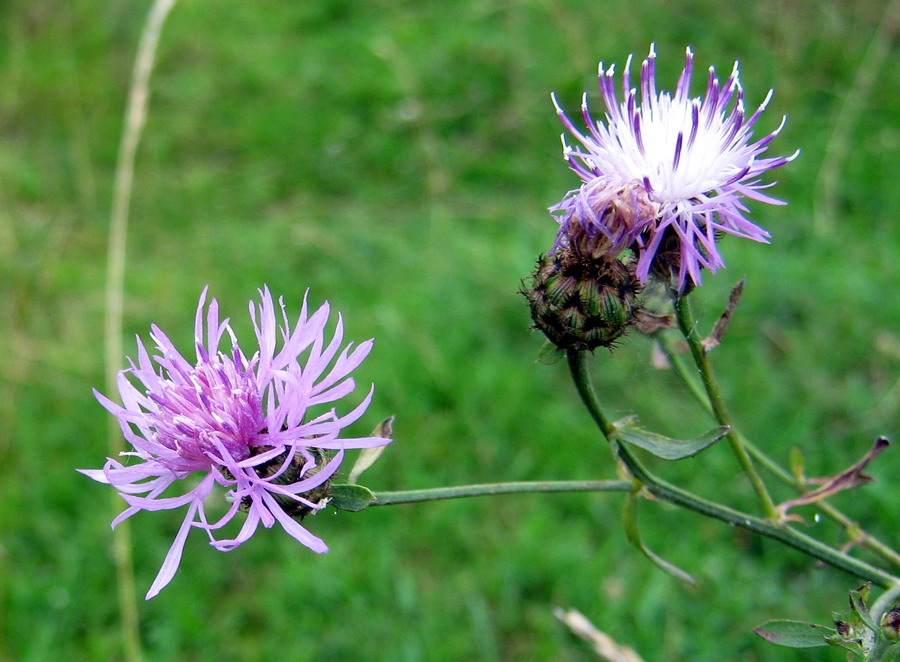 Изображение особи Centaurea stoebe.