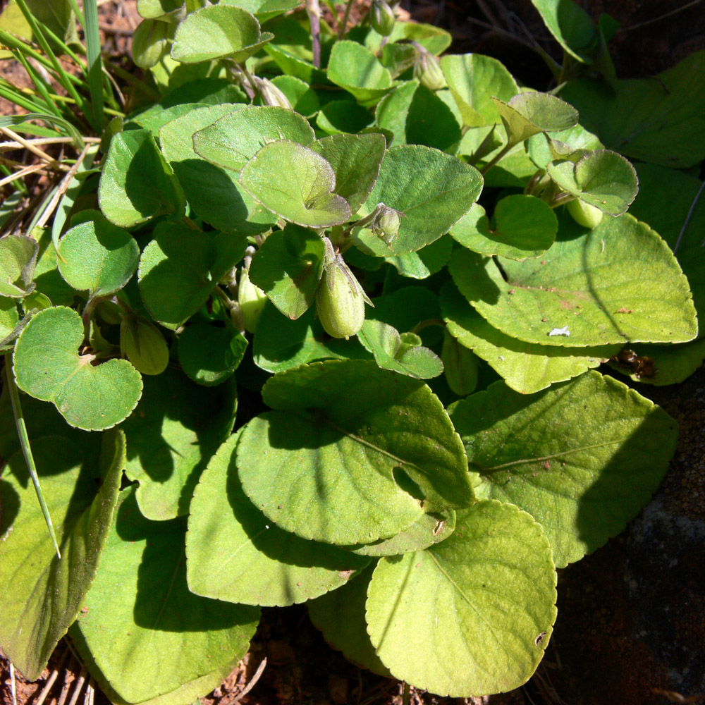 Image of Viola rupestris specimen.