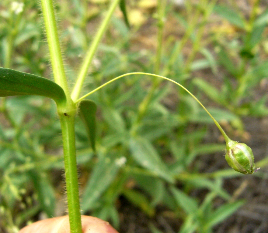 Image of Pseudosaponaria pilosa specimen.