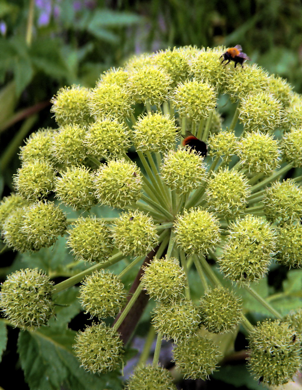 Image of Archangelica officinalis specimen.