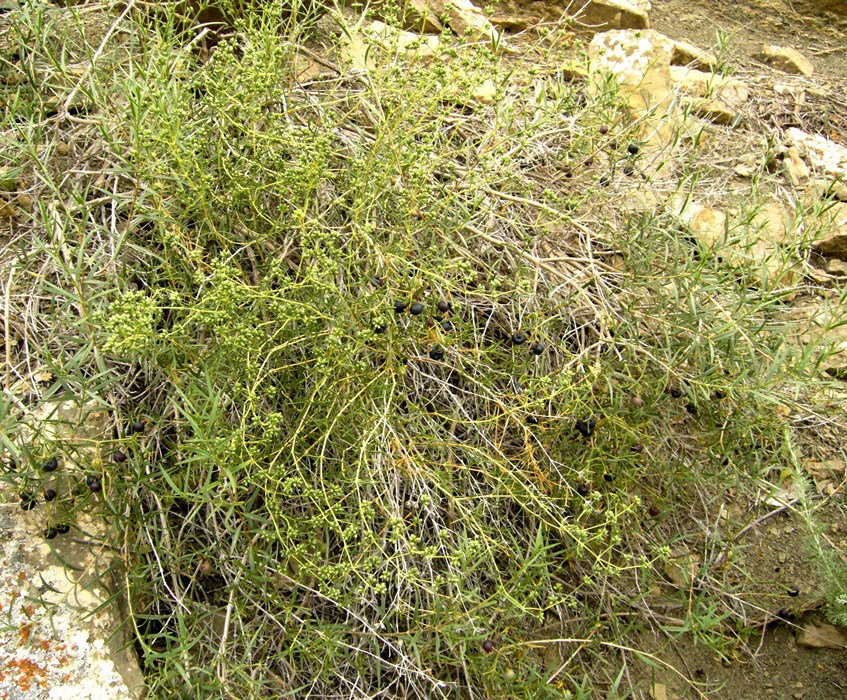 Image of Rubia florida specimen.