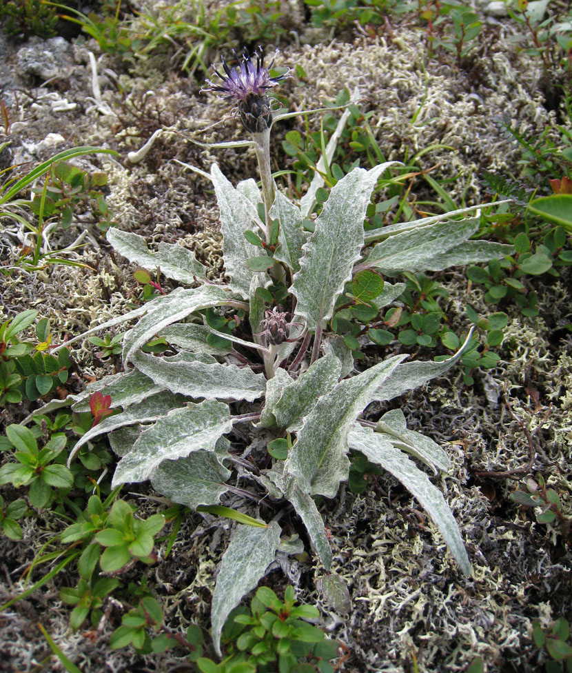 Image of Saussurea tomentosa specimen.