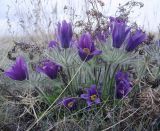 Pulsatilla turczaninovii