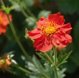 Geum quellyon. Цветок. Московская обл., дачный участок. 12.06.2006.
