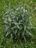 Cynoglossum officinale