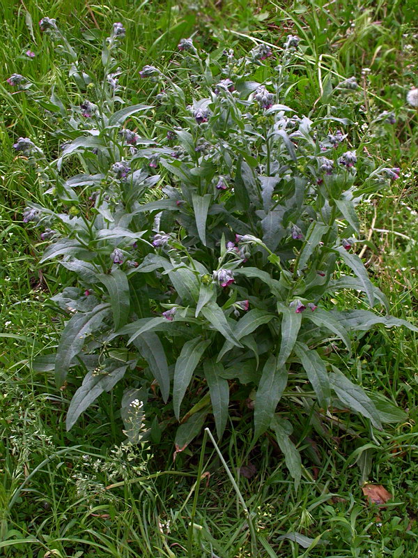 Изображение особи Cynoglossum officinale.