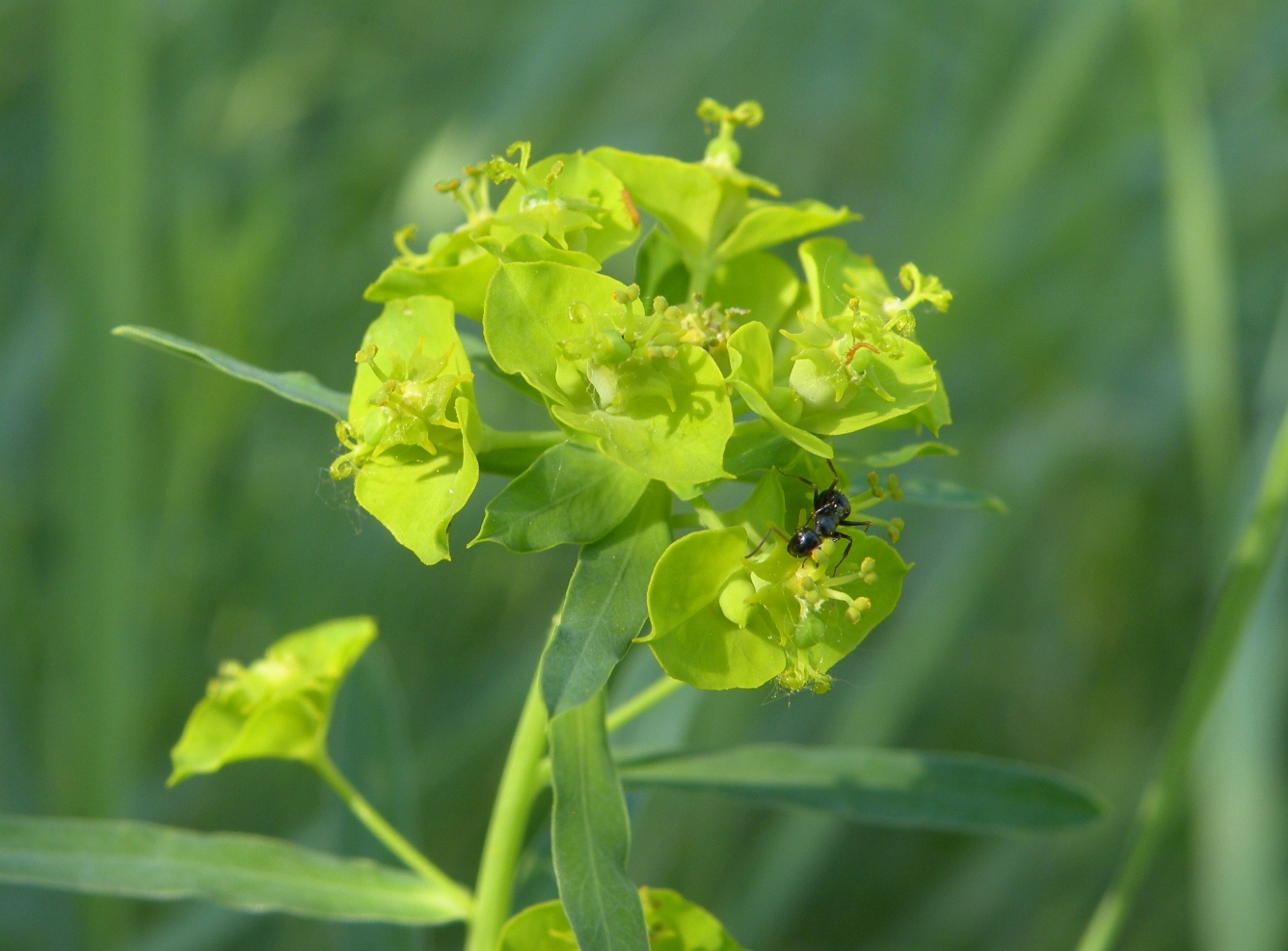 Изображение особи Euphorbia virgata.