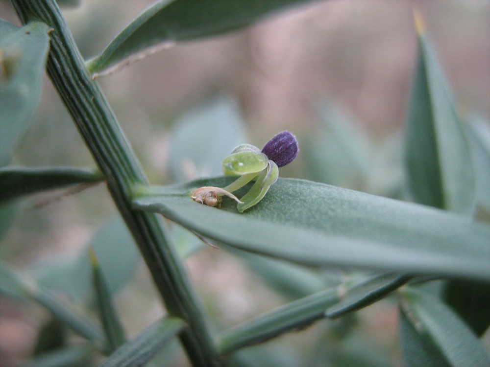 Image of Ruscus aculeatus specimen.