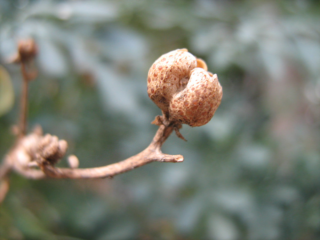 Image of Ruta divaricata specimen.