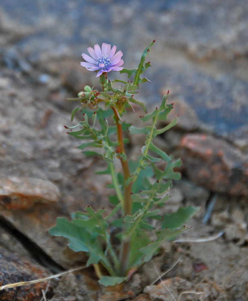 Image of Lactuca undulata specimen.