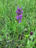 Dactylorhiza majalis. Цветущее растение с нормально окрашенными цветками и пятнистыми листьями. Украина, Ивано-Франковская обл., Надворнянский р-н, природный заповедник \"Горганы\", луг на территории усадьбы Горганского лесничества. 20 июня 2011 г.