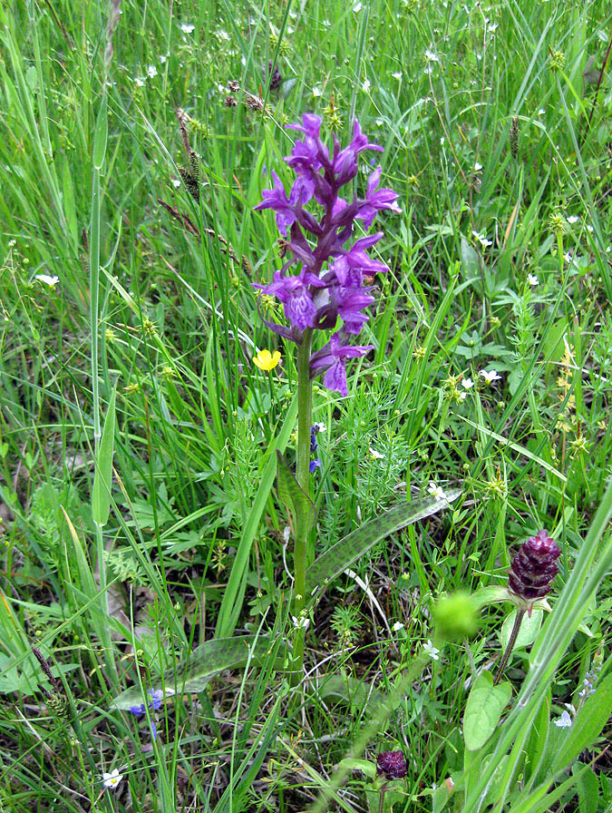 Image of Dactylorhiza majalis specimen.