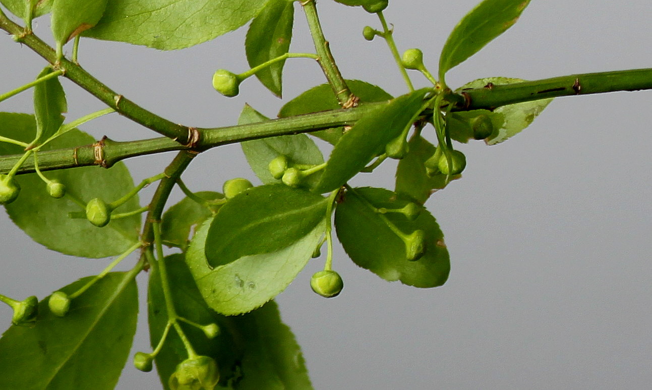 Изображение особи Euonymus alatus.