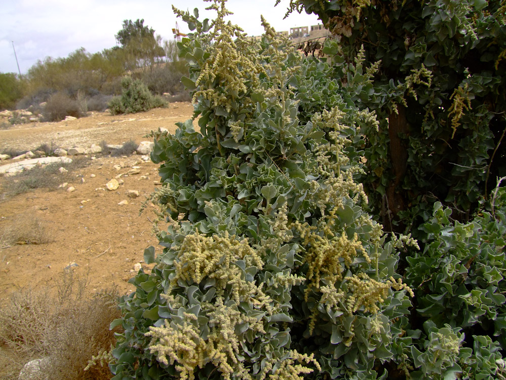 Image of Atriplex halimus specimen.