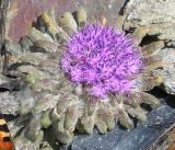 Saussurea glacialis