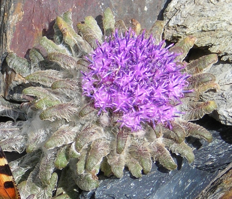 Image of Saussurea glacialis specimen.
