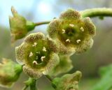 Ribes spicatum