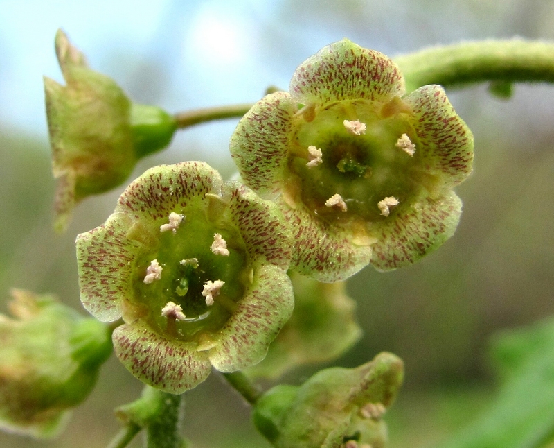 Изображение особи Ribes spicatum.