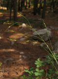 Achnatherum virescens. Соцветие. Крым, южный берег, окр. Алупки, сосновый лес. 2 июня 2012 г.