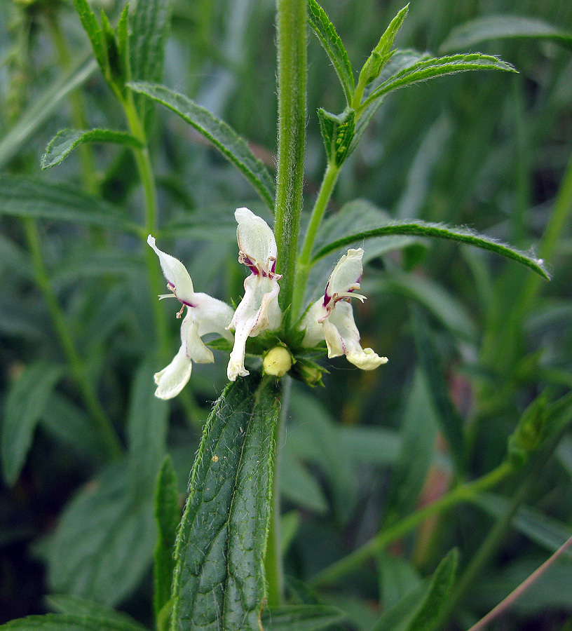 Изображение особи Stachys recta.