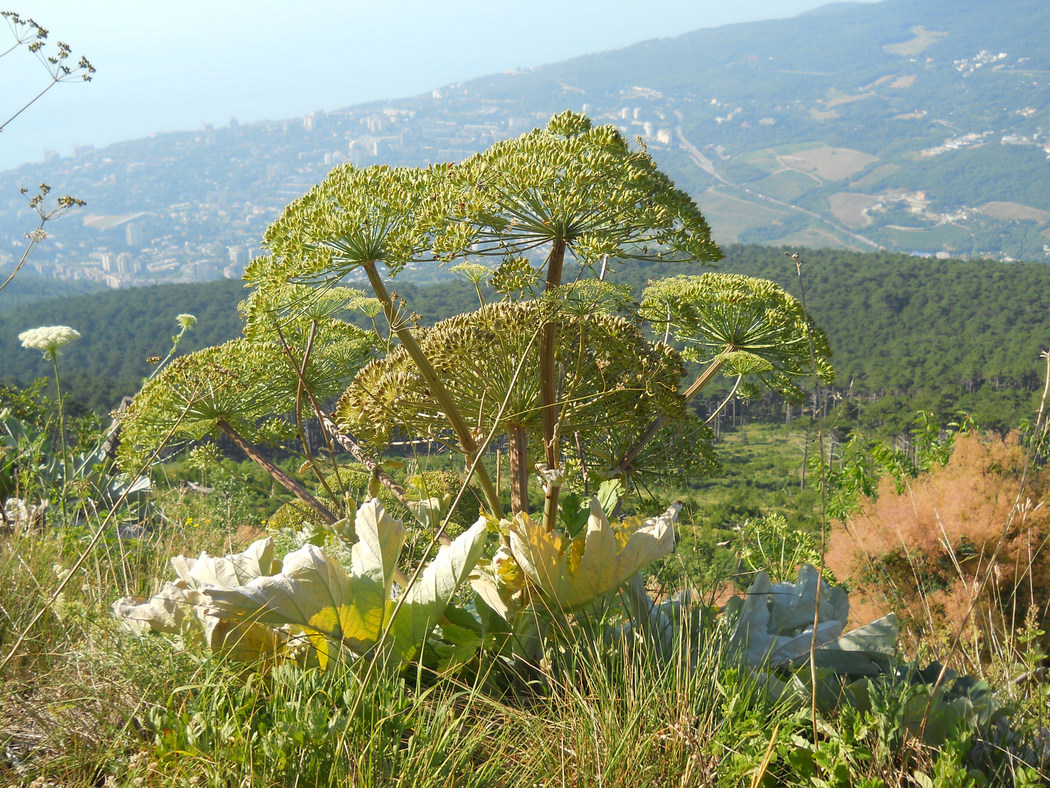 Изображение особи Heracleum stevenii.