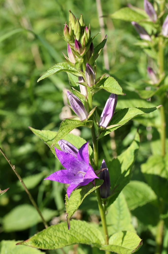 Изображение особи Campanula latifolia.