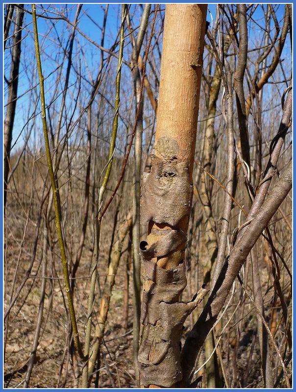 Image of Salix triandra specimen.